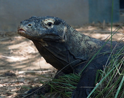 [The front section , head, neck, and front legs, are visible above the grass. The lizard has the left side of its face toward the camera. It has a yellow section of skin above its eye and two wide-spaced nostrils above its mouth. Its veins are visible through the scalyness of its skin.]